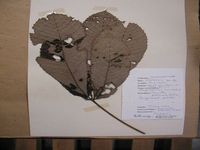 Herbarium sample